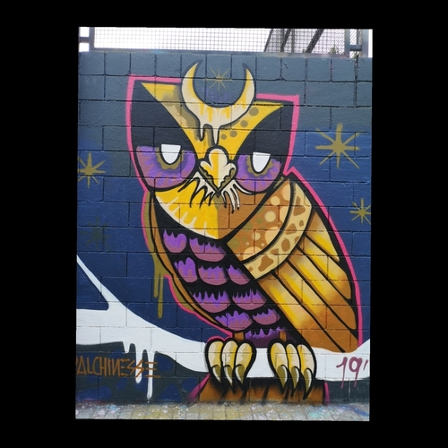 owl